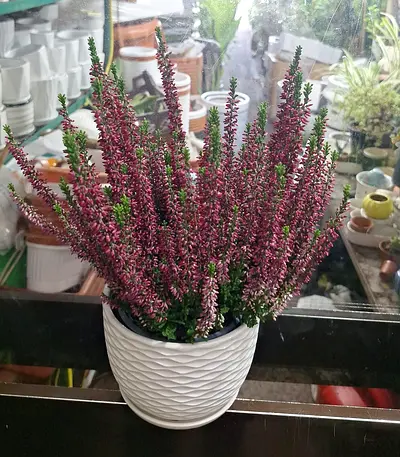 Pink Scotch Heather in Ceramic Pot🌸