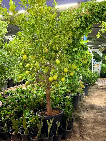 🇪🇸 Spainish Lemon Tree