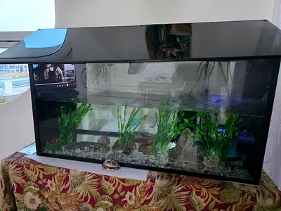100cm Big Glass Fish Aquarium .with all accessories