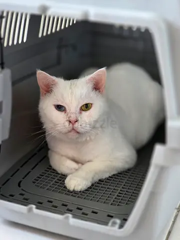 Odd Eye White Cat available for free adoption (friendly, loving, indoor)