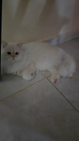 Free adoption White long-haired adult cat - calm and friendly turkish angora 1.5 years female cat
