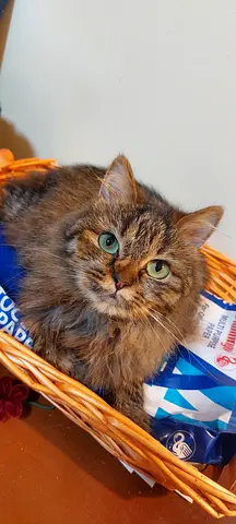 Friendly long-haired female cat for FREE