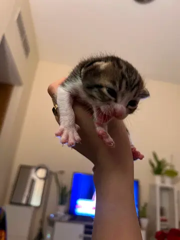 Kittens looking for new home