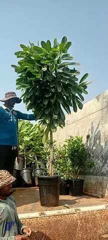 Plumeria 220cm height