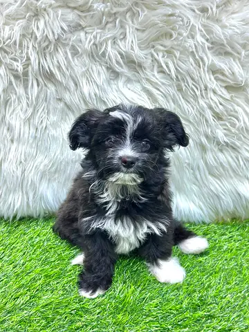 Young small mixed-breed puppy — friendly and playful