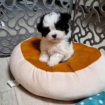 Shih Tzu puppy — friendly, vaccinated