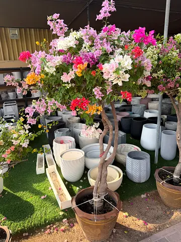 Twisted Bougainvillea ~ Multicolor