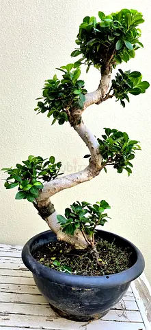 S bonsai