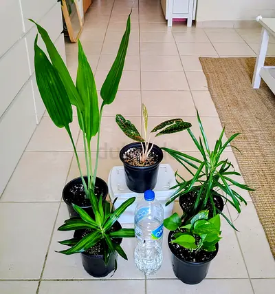 Indoor houseplant lot — 5 potted plants, mixed varieties
