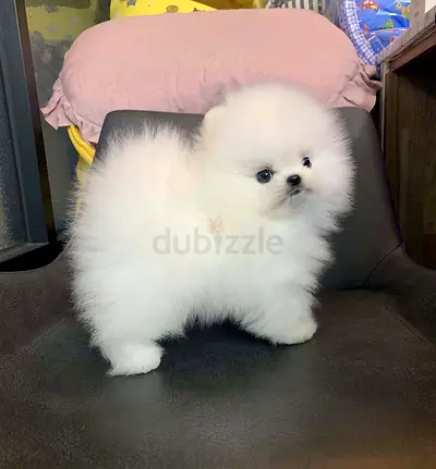 White Pomeranian Puppy — Ready for New Home