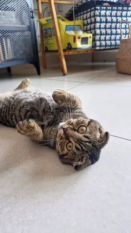 Friendly Scottish Fold cat looking for a new home (4 months)
