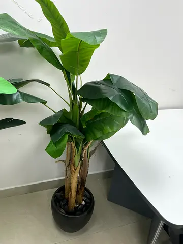 Large indoor potted banana/philodendron-style plant in black planter