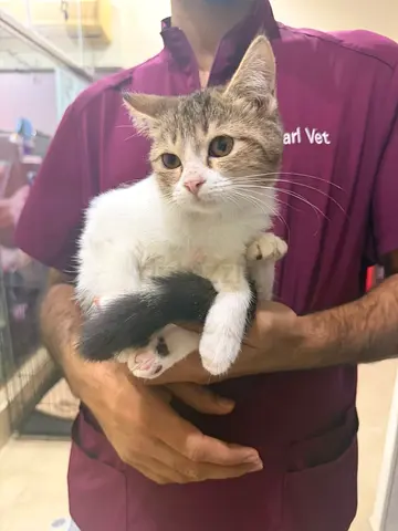 Rescued kittens looking for home ( no charges )