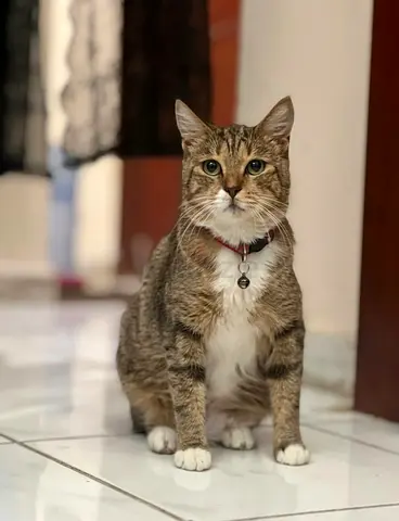 Friendly adult female tabby cat – vaccinated, indoor