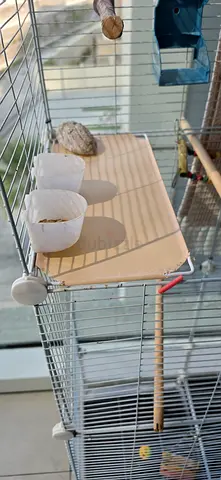 Large metal bird cage with wooden perches and nesting boxes and medium cage for transportation.