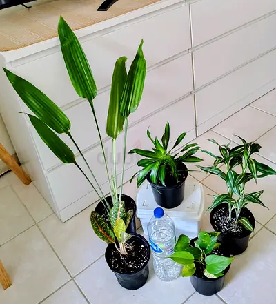 Indoor plant bundle — 5 healthy houseplants (easy care)