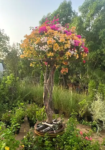 Multi-color Bougainvillea Standard Tree in Large Pot