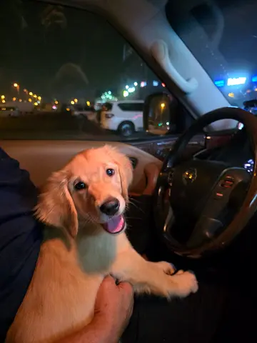 Golden Retriever Puppy
