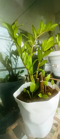 Healthy ZZ Plant (Zamioculcas) in white pot - low maintenance