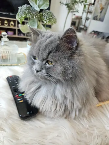 Cat for Adoption