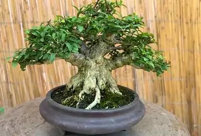 Established Bonsai Business