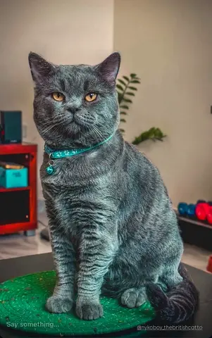 Pets for adoption