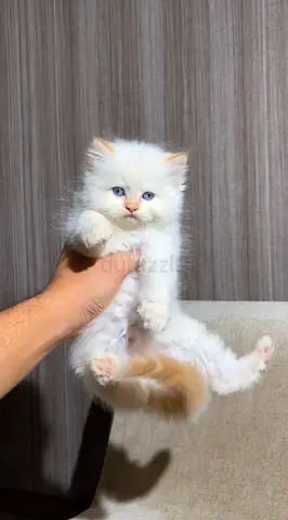 Pretty Kitten