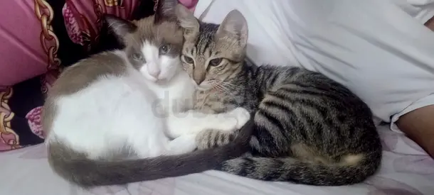 Cats
