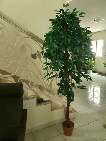 Fake plant