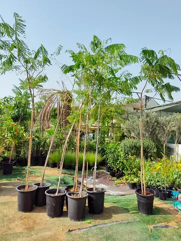 Flame tree 3meter Hight