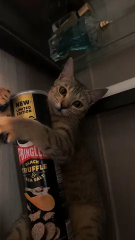 Cute cat