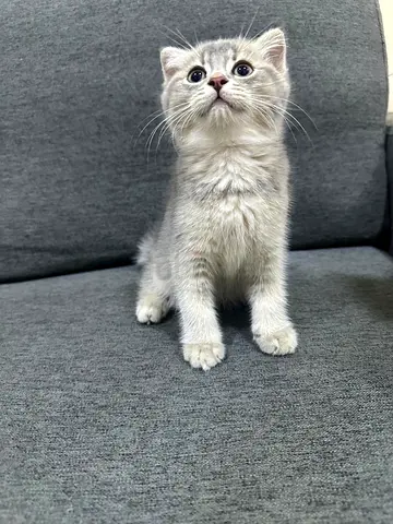 🐾 Adorable Male Kitten Looking for a New Home 🐱❤️