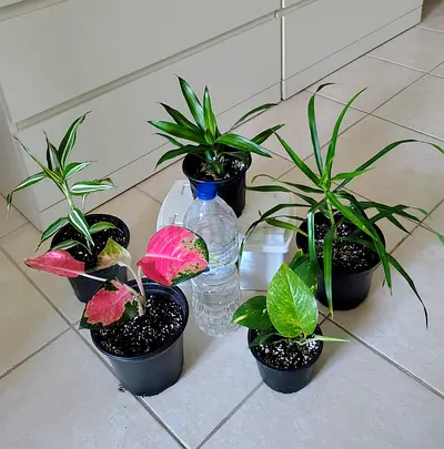 Take all 5 easy to take care  indoor plants Final price , last price , best price 60 dhs only
