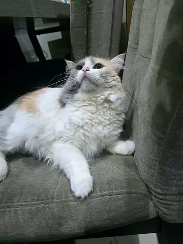 شيرازي
