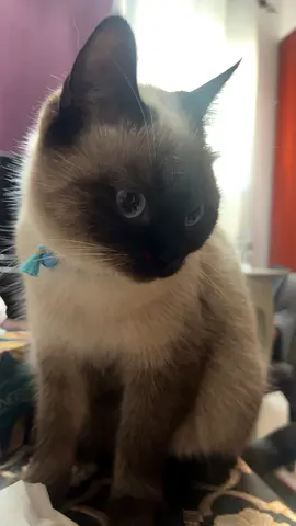 Pet