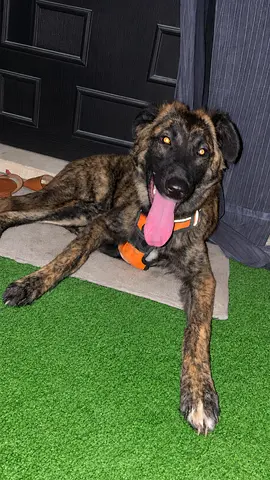 German-Dutch Shepherd, six months old, imported from the Netherlands.