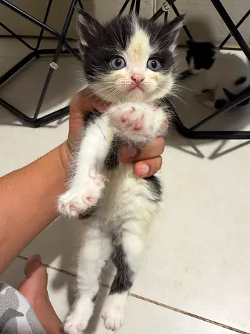 Kittens for adoption