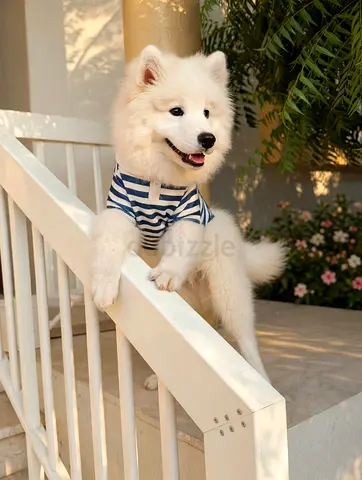 Pet