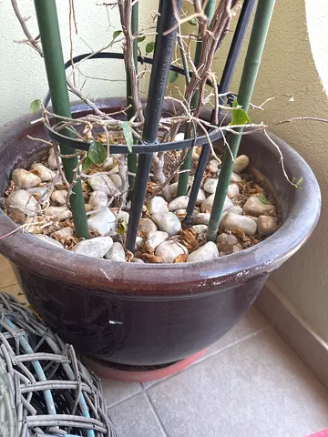 Large brown ceramic plant pot (used) - sturdy outdoor planter