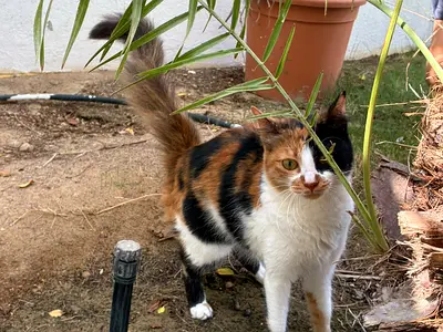 Loving cuddly calico rescue kitty for free adoption