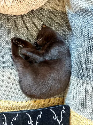 Young black cat - friendly, indoor, ready for new home, free