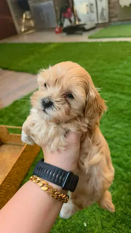maltipoo puppy is looking for a family
