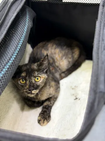 Sweet 3-Month-Old Rescue Kitten Looking for a Loving Home