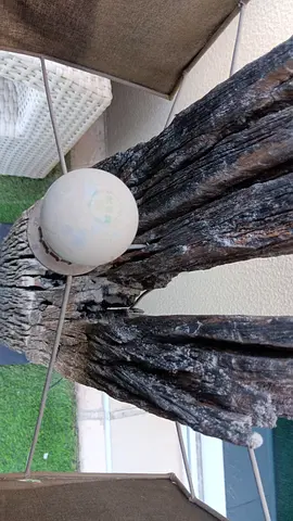 Outdoor decorative driftwood centerpiece with globe light