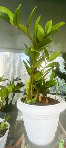 Healthy ZZ Plant (Zamioculcas zamiifolia) in White Pot - Ready to Move