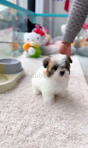 Young Shih Tzu puppy — playful, small, healthy
