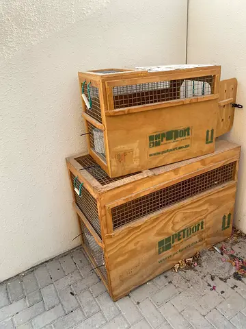 Custom made wooden dog transport cages