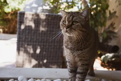 Friendly Indoor/Outdoor Scottish Tabby Cat available for adoption