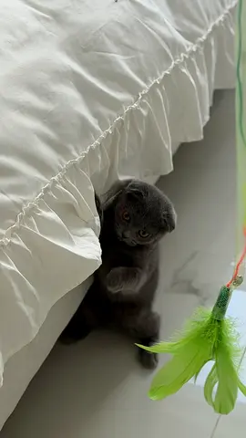 scottish fold grey