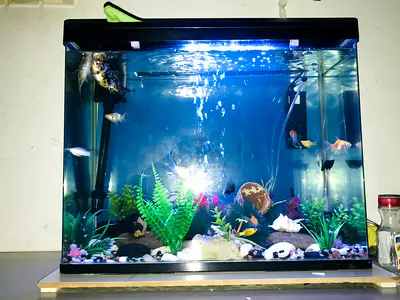 20-30L Fish Aquarium Kit with LED Light and Filter with fish